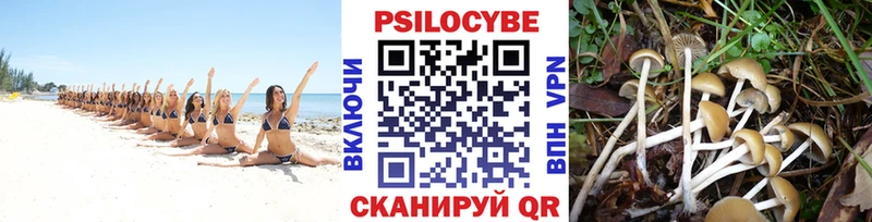Купить  Липки  Галлюциногенные грибы Cubensis 